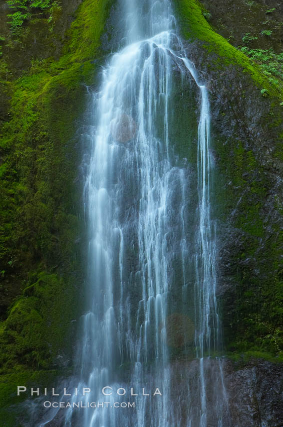 Marymere Falls drops 90 feet through an old-growth forest of Douglas firs, near Lake Crescent. Olympic National Park, Washington, USA, natural history stock photograph, photo id 13766