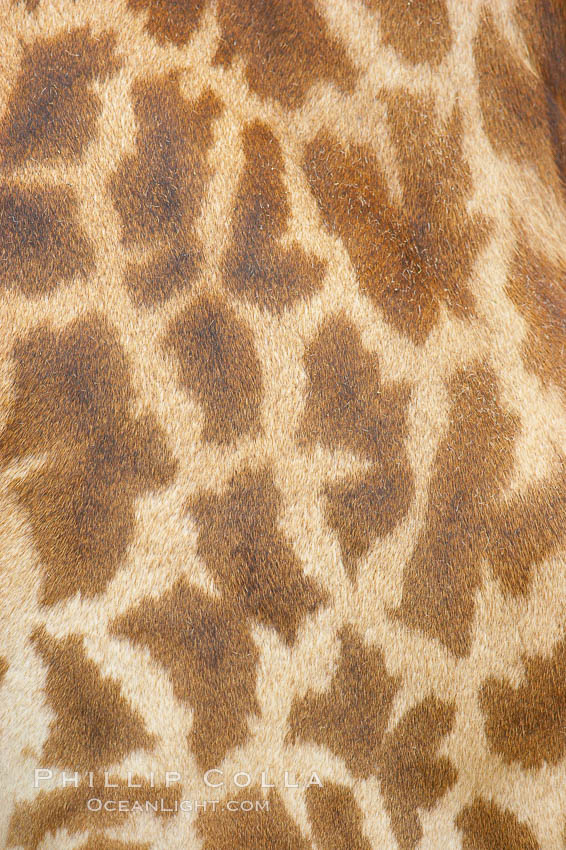 Masai giraffe, coloration patterns., Giraffa camelopardalis tippelskirchi, natural history stock photograph, photo id 12537