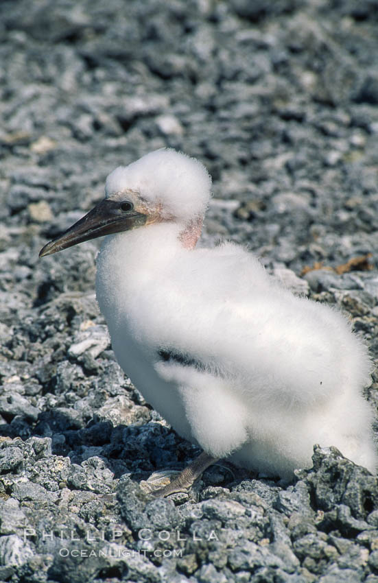 Masked booby juvenile on coralline rubble, Rose Atoll National Wildlife Refuge. Rose Atoll National Wildlife Sanctuary, American Samoa, USA, natural history stock photograph, photo id 00863