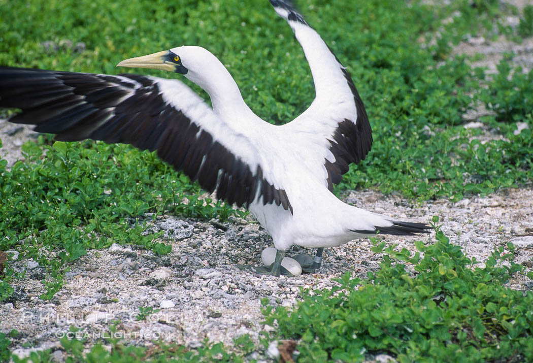 Masked booby, Rose Atoll National Wildlife Refuge, Sula dactylatra. Rose Atoll National Wildlife Sanctuary, American Samoa, USA, natural history stock photograph, photo id 36286