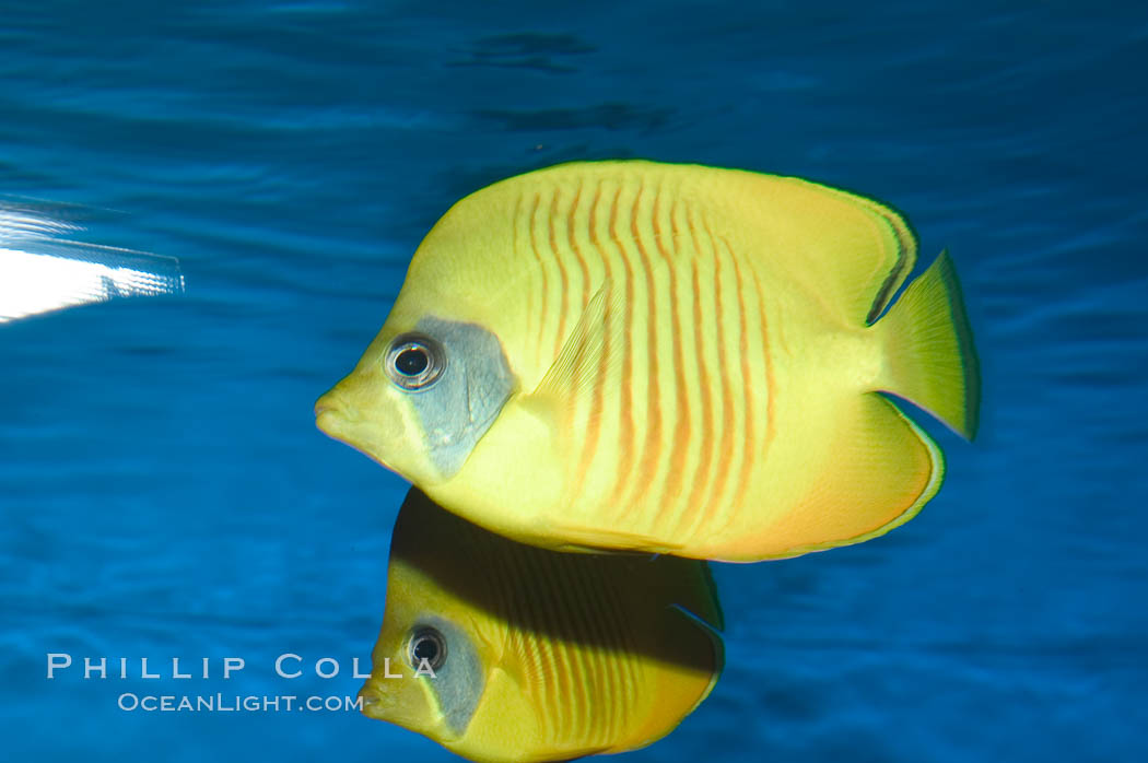 Golden butterflyfish., Chaetodon semilarvatus, natural history stock photograph, photo id 07834