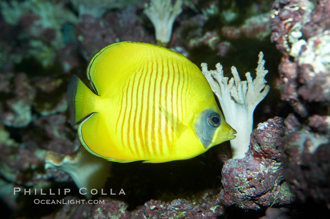 Masked butterflyfish., Chaetodon semilarvatus, natural history stock photograph, photo id 11803