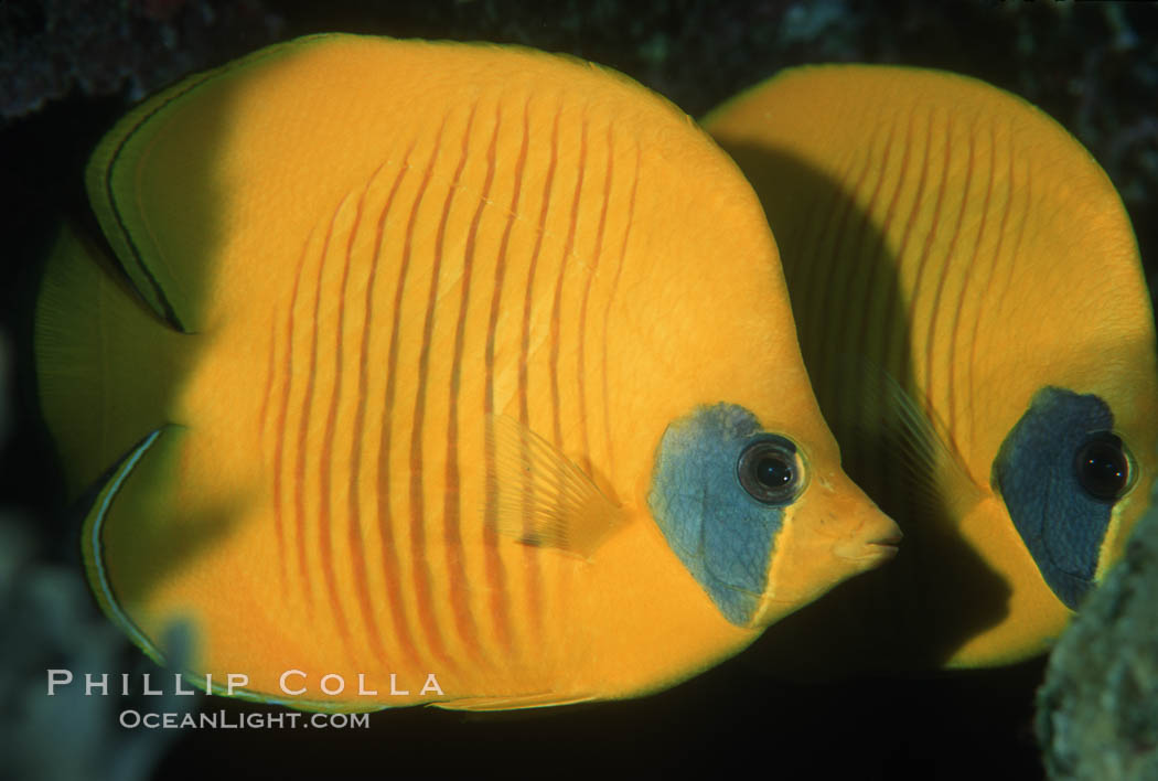Masked butterflyfish. Egyptian Red Sea, Chaetodon semilarvatus, natural history stock photograph, photo id 07097