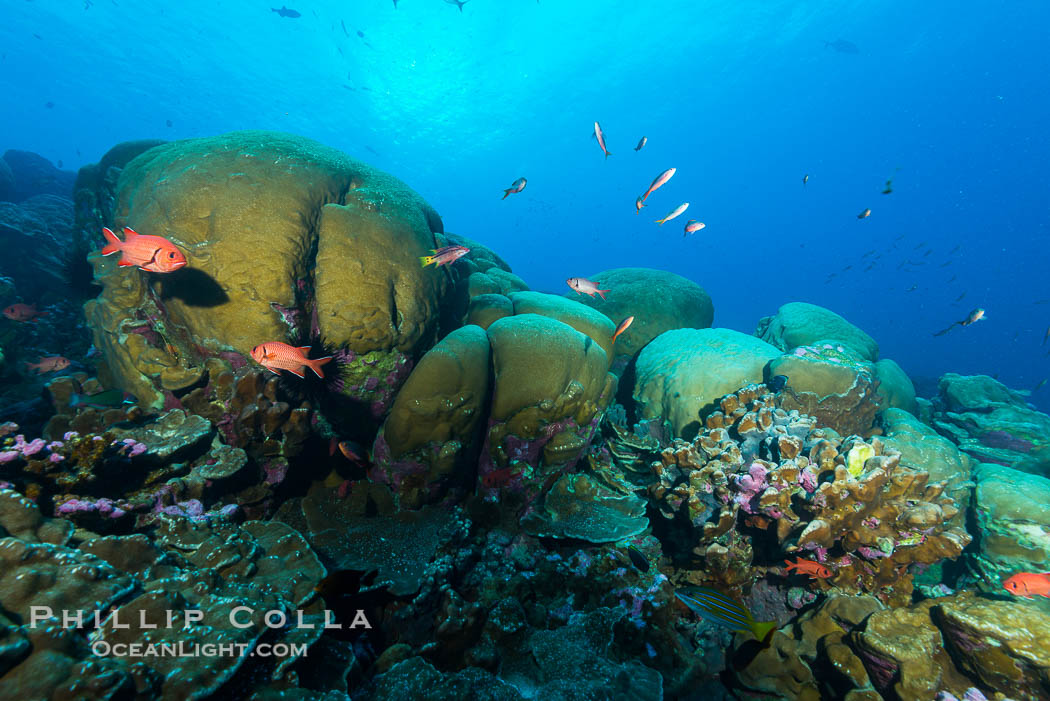 Massive round Porites lobata coral heads, Clipperton Island., Porites lobata, natural history stock photograph, photo id 33032