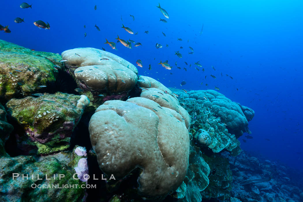 Massive round Porites lobata coral heads, Clipperton Island. France, Porites lobata, natural history stock photograph, photo id 33015