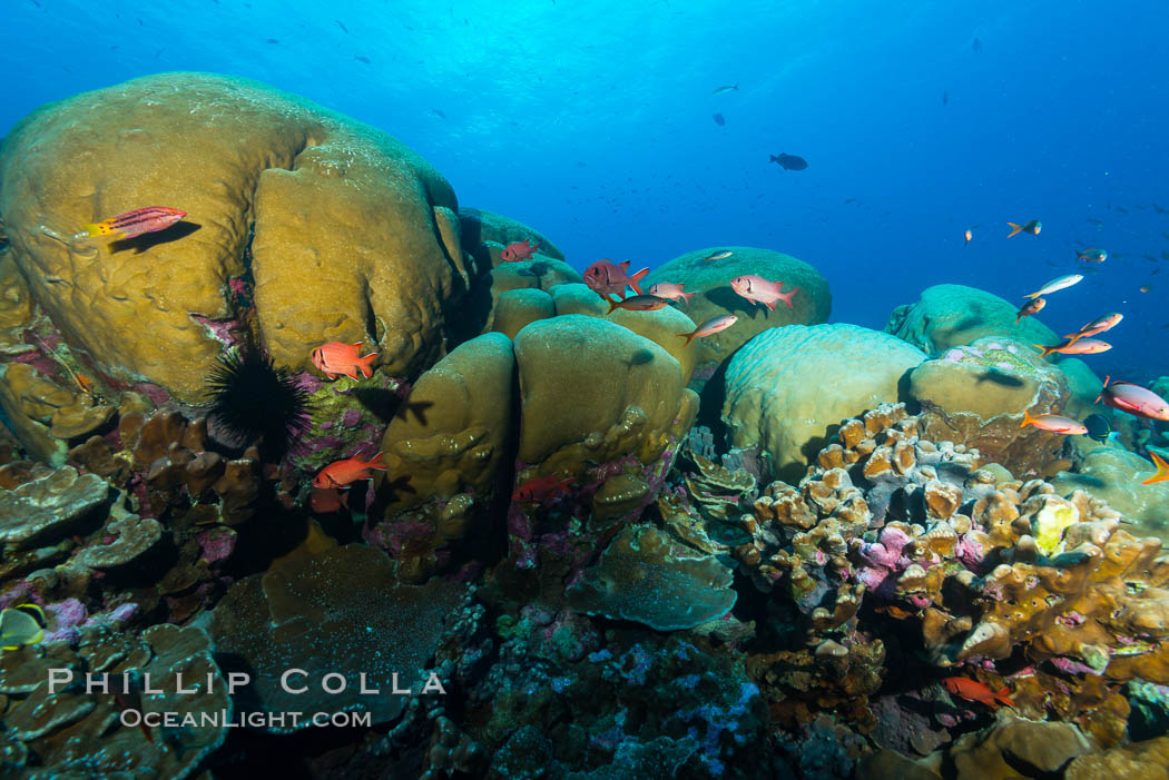 Massive round Porites lobata coral heads, Clipperton Island. France, Porites lobata, natural history stock photograph, photo id 33031