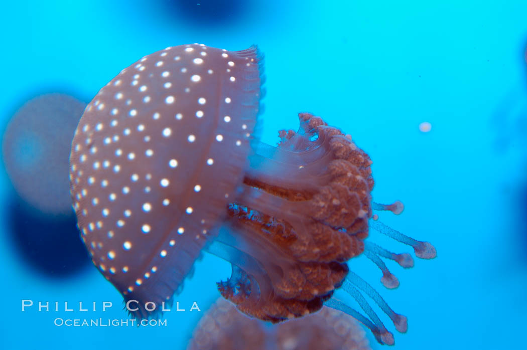 Mastigia sp. jellyfish, found in Micronesia., Mastigia, natural history stock photograph, photo id 10315