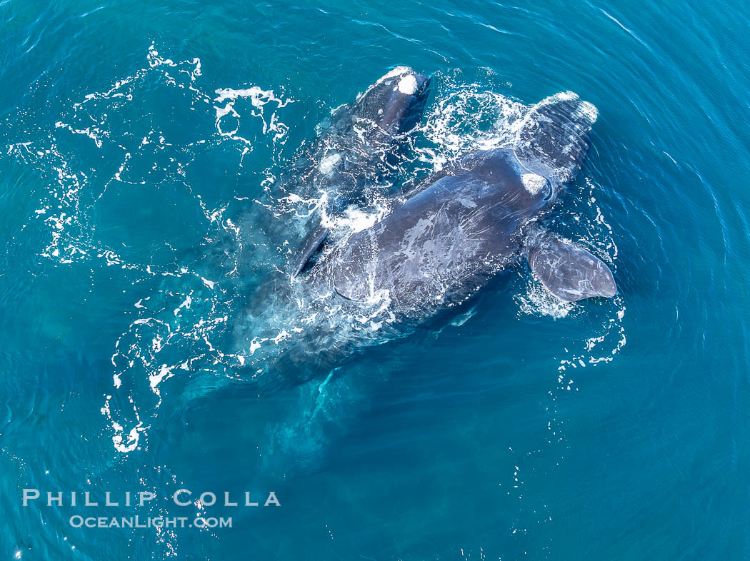 Mating Threesome of Southern Right Whales, aerial photo. One male is at left, the female at right on the surface, while the successful second male is below the female and upside and is successfully copulating with her. By permission of the Government of Argentina, Chubut, permit # 51 / 2025-SsCyA., Eubalaena australis, natural history stock photograph, photo id 41295