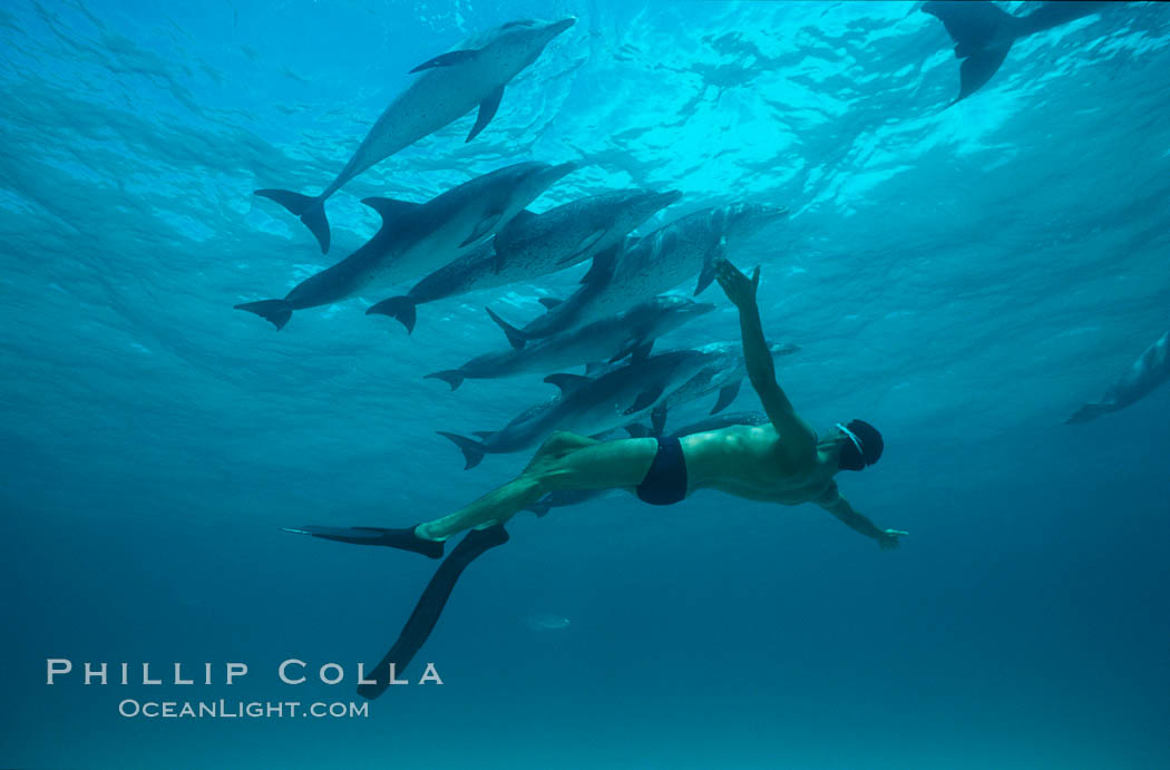 Atlantic spotted dolphin, Olympic swimmer Matt Biondi. Bahamas, Stenella frontalis, natural history stock photograph, photo id 00010