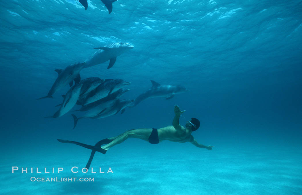 Atlantic spotted dolphin, Olympic swimmer Matt Biondi. Bahamas, Stenella frontalis, natural history stock photograph, photo id 00008