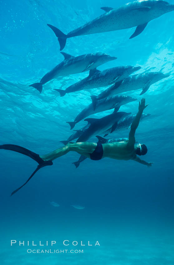 Atlantic spotted dolphin, Olympic swimmer Matt Biondi. Bahamas, Stenella frontalis, natural history stock photograph, photo id 00011