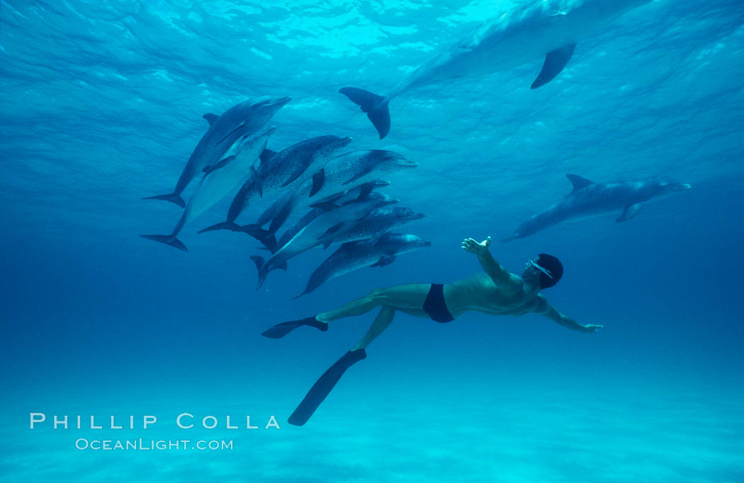 Atlantic spotted dolphin, Olympic swimmer Matt Biondi. Bahamas, Stenella frontalis, natural history stock photograph, photo id 00009