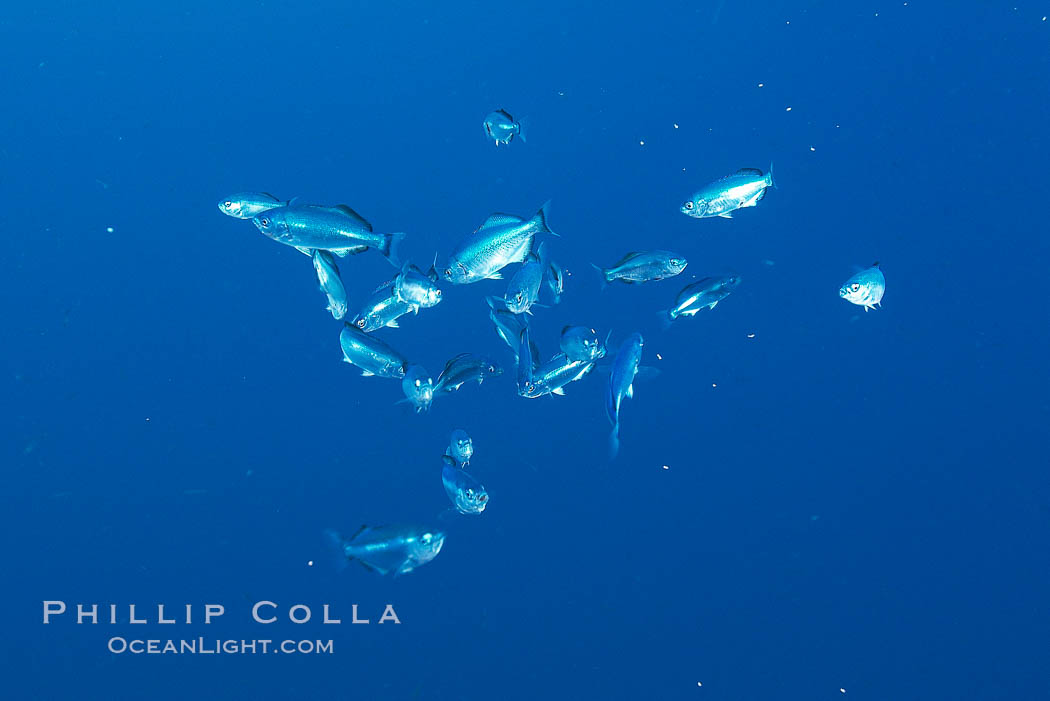 A group of juvenile half-moon perch, open ocean. San Diego, California, USA, Medialuna californiensis, natural history stock photograph, photo id 09996