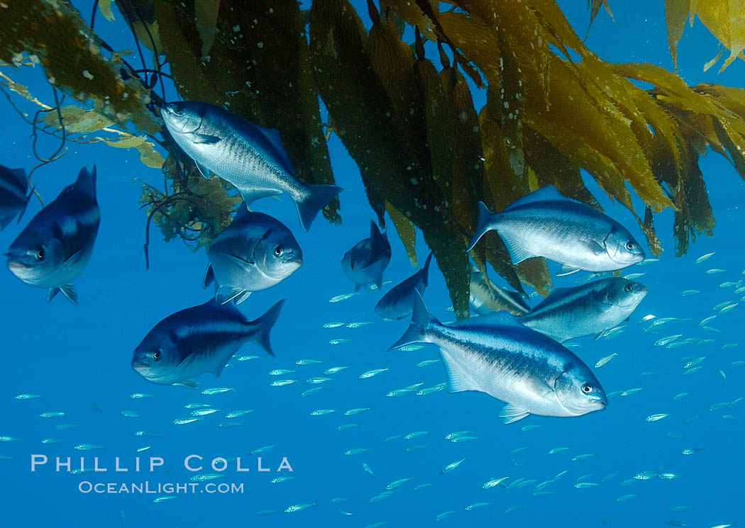 Half-moon perch school below offshore drift kelp, open ocean. San Diego, California, USA, Medialuna californiensis, natural history stock photograph, photo id 09987