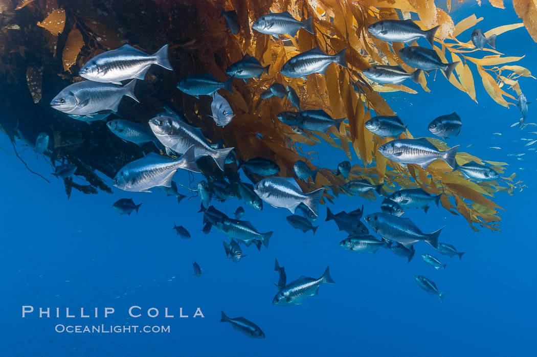 Half-moon perch school below offshore drift kelp, open ocean. San Diego, California, USA, Medialuna californiensis, natural history stock photograph, photo id 09993