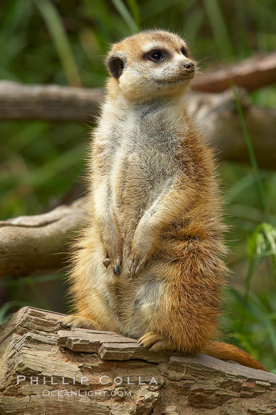 Meerkat (or suricat)., Suricata suricatta, natural history stock photograph, photo id 12533