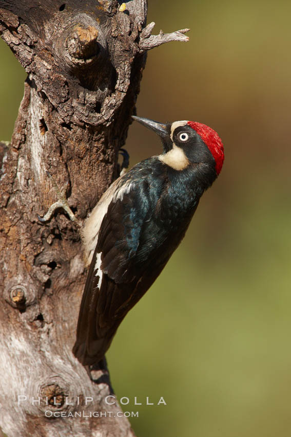 Acorn woodpecker, male. Madera Canyon Recreation Area, Green Valley, Arizona, USA, Melanerpes formicivorus, natural history stock photograph, photo id 22961