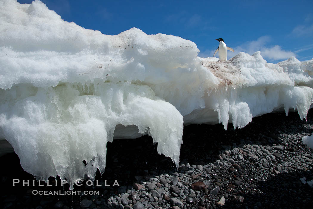 Melting ice along the shore of Paulet Island. Antarctic Peninsula, Antarctica, natural history stock photograph, photo id 24831