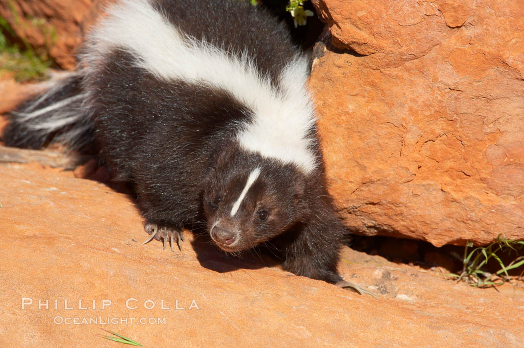 Striped skunk.  The striped skunk prefers somewhat open areas with a mixture of habitats such as woods, grasslands, and agricultural clearings. They are usually never found further than two miles from a water source. They are also often found in suburban areas because of the abundance of buildings that provide them with cover., Mephitis mephitis, natural history stock photograph, photo id 12056