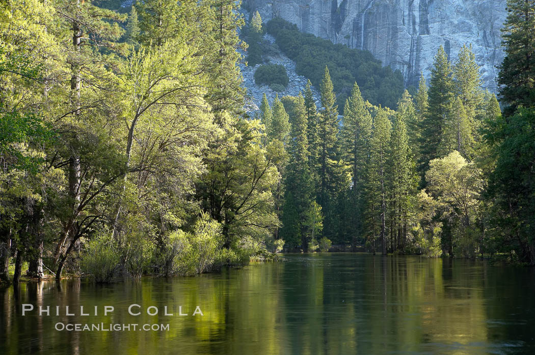 The Merced River, springtime flood and green trees, Yosemite Valley. Yosemite National Park, California, USA, natural history stock photograph, photo id 16106