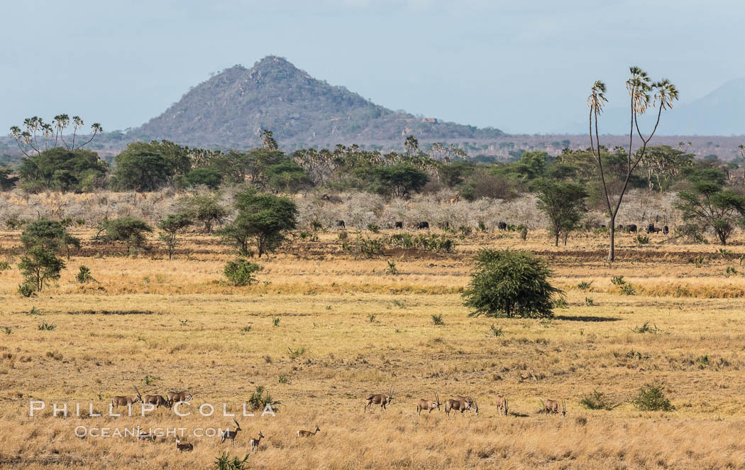 Meru National Park landscape. Kenya, Hyphaene thebaica, natural history stock photograph, photo id 29710