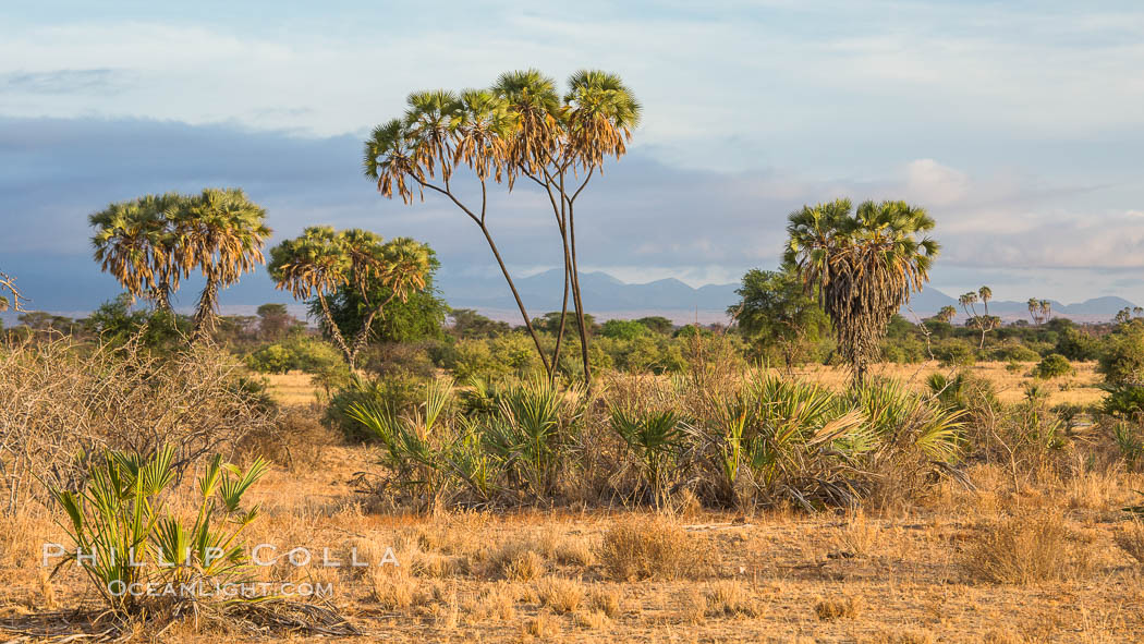 Meru National Park landscape. Kenya, Hyphaene thebaica, natural history stock photograph, photo id 29680