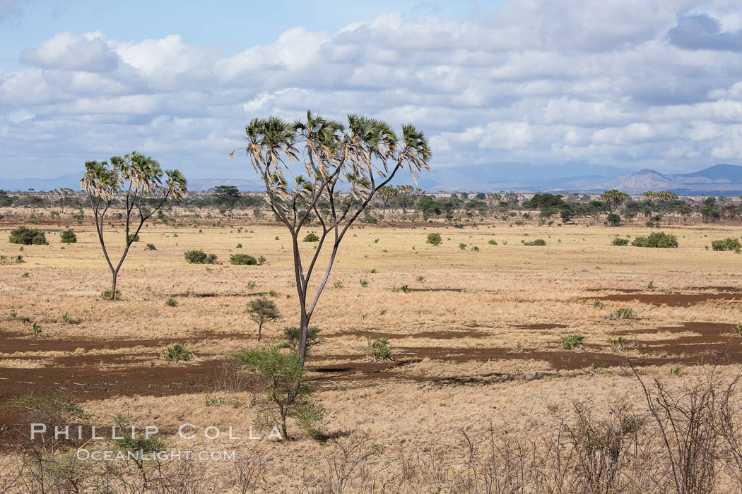 Meru National Park landscape. Kenya, Hyphaene thebaica, natural history stock photograph, photo id 29711