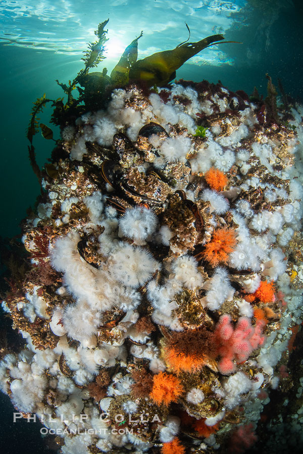 White metridium anemones fed by strong ocean currents, cover a cold water reef teeming with invertebrate life. Browning Pass, Vancouver Island., Metridium senile, natural history stock photograph, photo id 35478