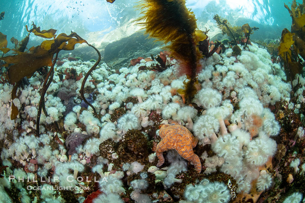 White metridium anemones fed by strong ocean currents, cover a cold water reef teeming with invertebrate life. Browning Pass, Vancouver Island., Metridium senile, natural history stock photograph, photo id 35502