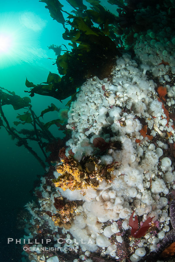 White metridium anemones fed by strong ocean currents, cover a cold water reef teeming with invertebrate life. Browning Pass, Vancouver Island., Metridium senile, natural history stock photograph, photo id 35484