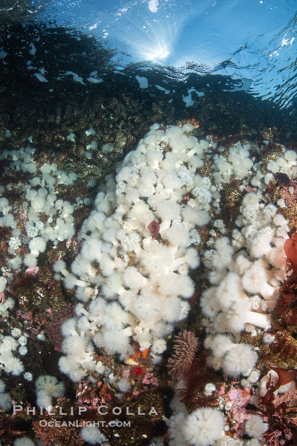 White metridium anemones fed by strong ocean currents, cover a cold water reef teeming with invertebrate life. Browning Pass, Vancouver Island., Metridium senile, natural history stock photograph, photo id 35496