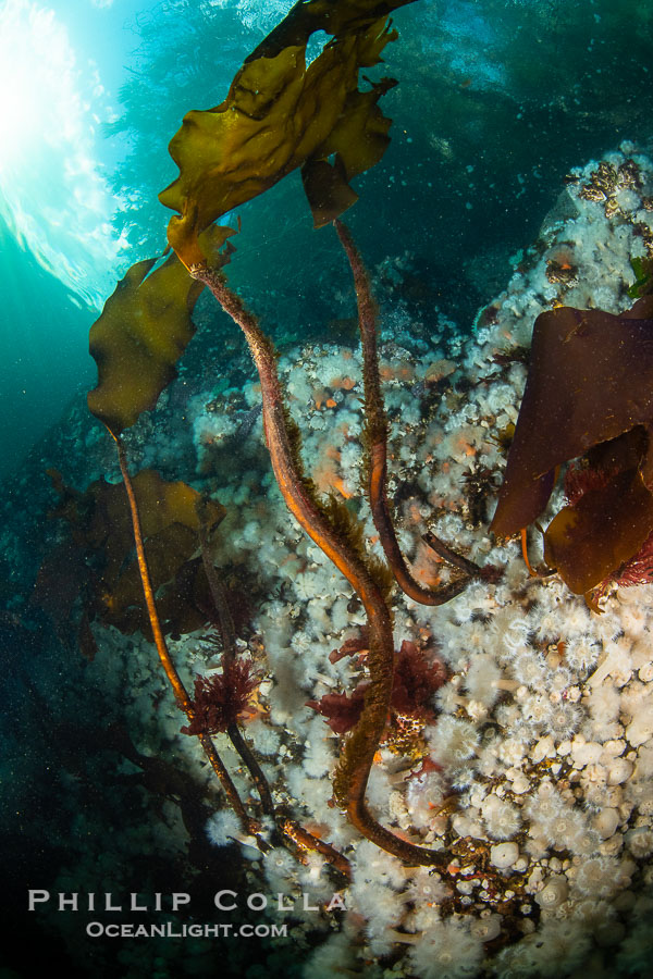 White metridium anemones fed by strong ocean currents, cover a cold water reef teeming with invertebrate life. Browning Pass, Vancouver Island., Metridium senile, natural history stock photograph, photo id 35391