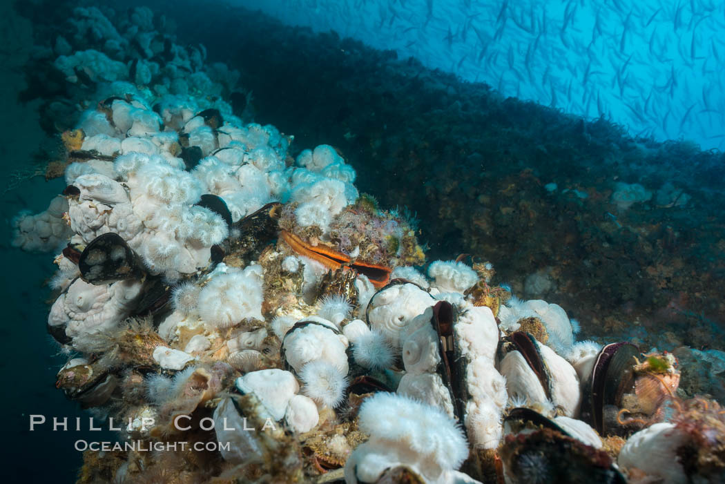 Metridium anemones covering Oil Rig Elly underwater structure. Long Beach, California, USA, Metridium senile, natural history stock photograph, photo id 31127
