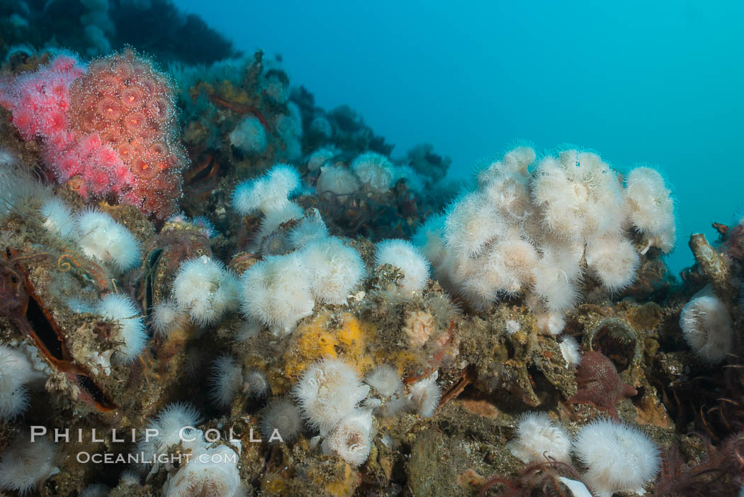 Metridium anemones covering Oil Rig Elly underwater structure. Long Beach, California, USA, Metridium senile, natural history stock photograph, photo id 31125