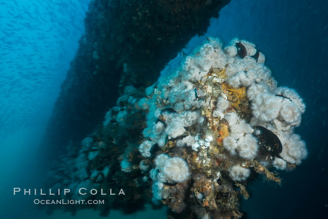 Metridium anemones covering Oil Rig Elly underwater structure. Long Beach, California, USA, Metridium senile, natural history stock photograph, photo id 31129