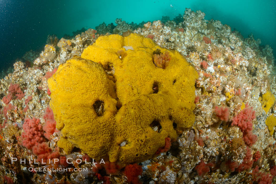Colorful Metridium anemones, pink Gersemia soft corals, yellow suphur sponges cover the rocky reef in a kelp forest near Vancouver Island and the Queen Charlotte Strait.  Strong currents bring nutrients to the invertebrate life clinging to the rocks. British Columbia, Canada, Gersemia rubiformis, Halichondria panicea, natural history stock photograph, photo id 34461