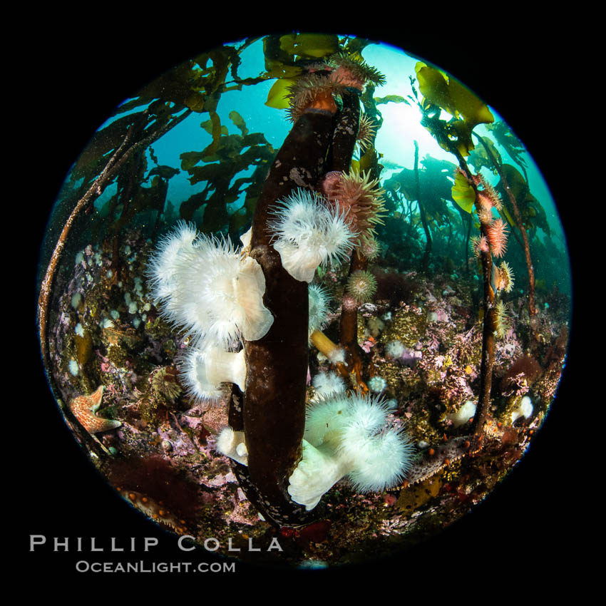 Metridium senile anemones cover the reef below a forest of bull kelp, Browning Pass, Vancouver Island. British Columbia, Canada, Metridium senile, Nereocystis luetkeana, natural history stock photograph, photo id 35262