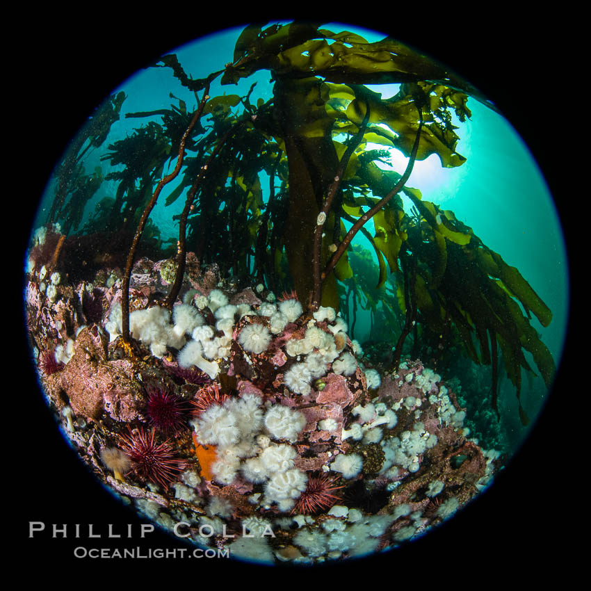 Metridium senile anemones cover the reef below a forest of bull kelp, Browning Pass, Vancouver Island. British Columbia, Canada, Metridium senile, Nereocystis luetkeana, natural history stock photograph, photo id 35263