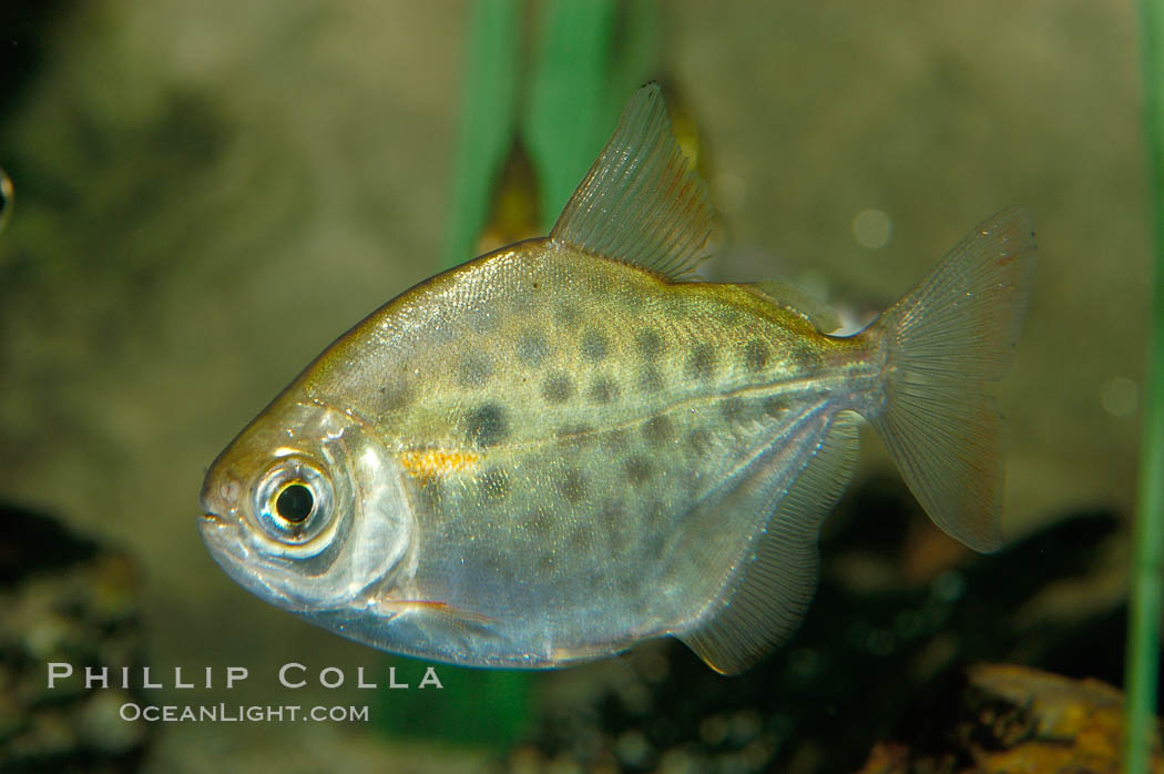 Silver dollar, a freshwater fish native to the Amazon and Paraguay river basins of South America., Metynnis hypsauchen, natural history stock photograph, photo id 09329