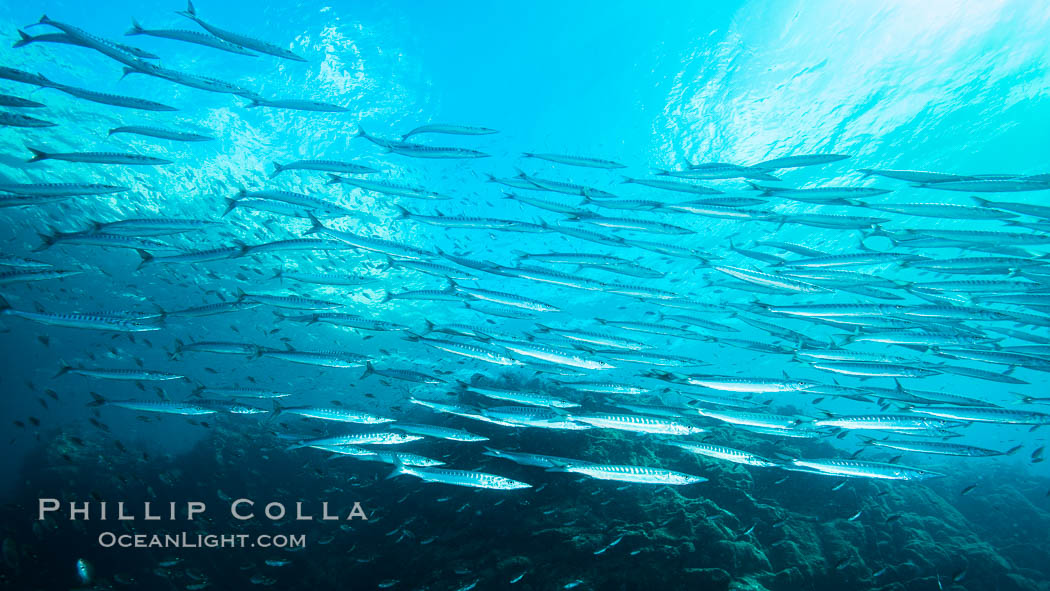 Mexican Barracuda, Los Islotes, Baja Califorinia. Sea of Cortez, Baja California, Mexico, natural history stock photograph, photo id 31251