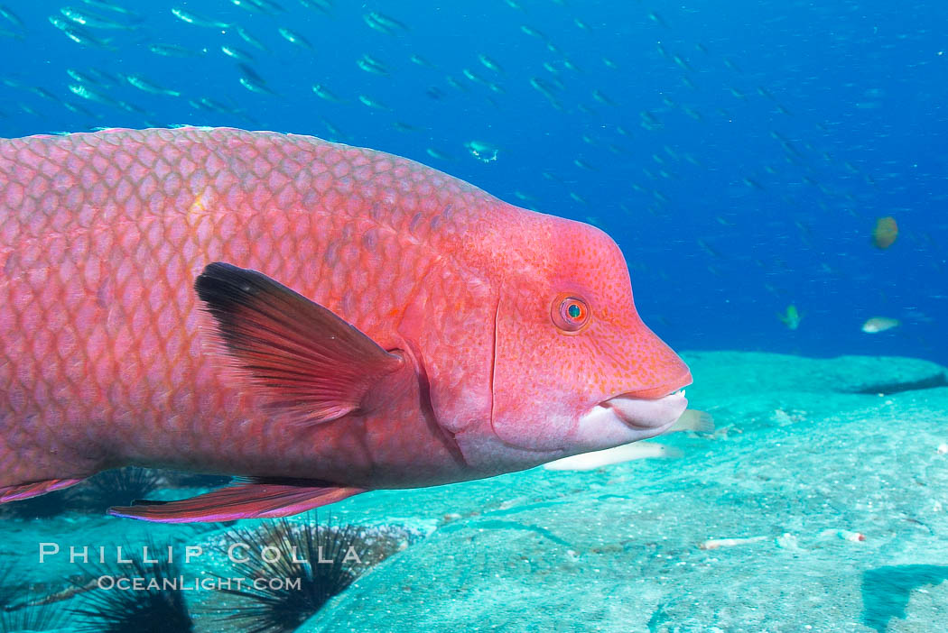 Mexican hogfish, adult male showing fleshy bump on head. Guadalupe Island (Isla Guadalupe), Baja California, Mexico, Bodianus diplotaenia, natural history stock photograph, photo id 09614