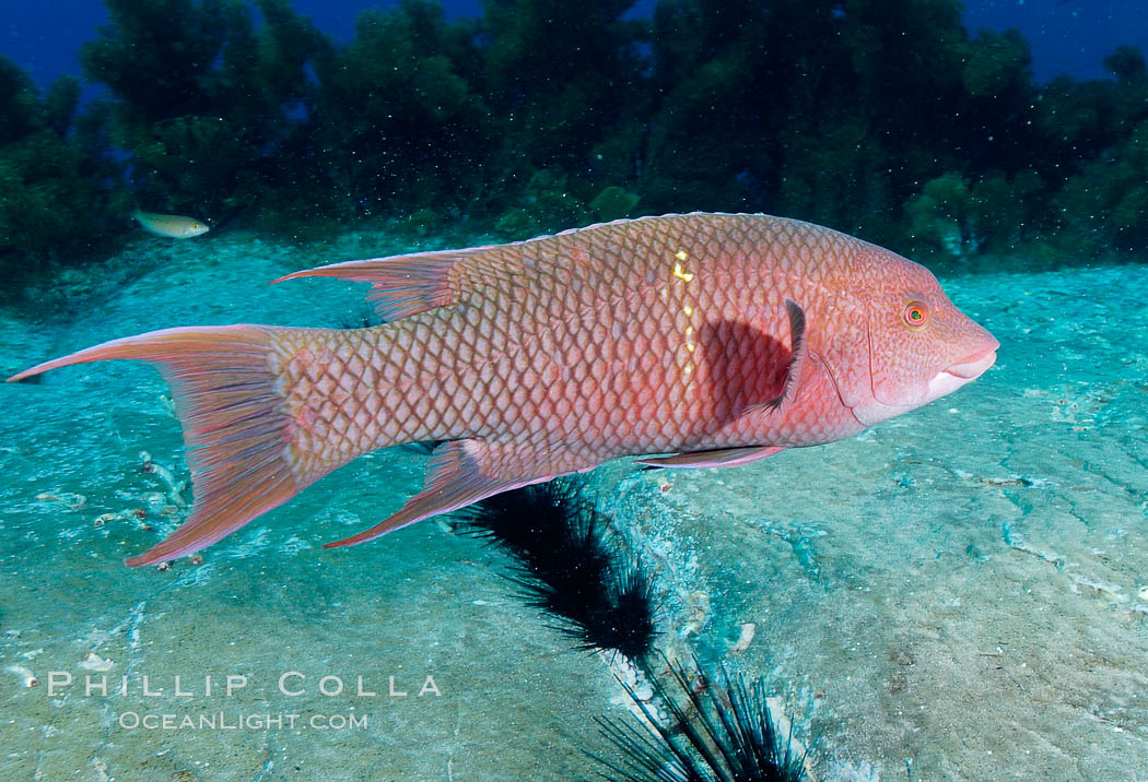 Mexican hogfish, female or subadult male lacking fleshy bump on head. Guadalupe Island (Isla Guadalupe), Baja California, Mexico, Bodianus diplotaenia, natural history stock photograph, photo id 09611