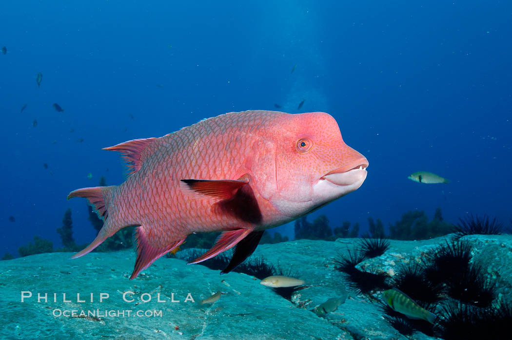 Mexican hogfish, adult male showing fleshy bump on head. Guadalupe Island (Isla Guadalupe), Baja California, Mexico, Bodianus diplotaenia, natural history stock photograph, photo id 09623