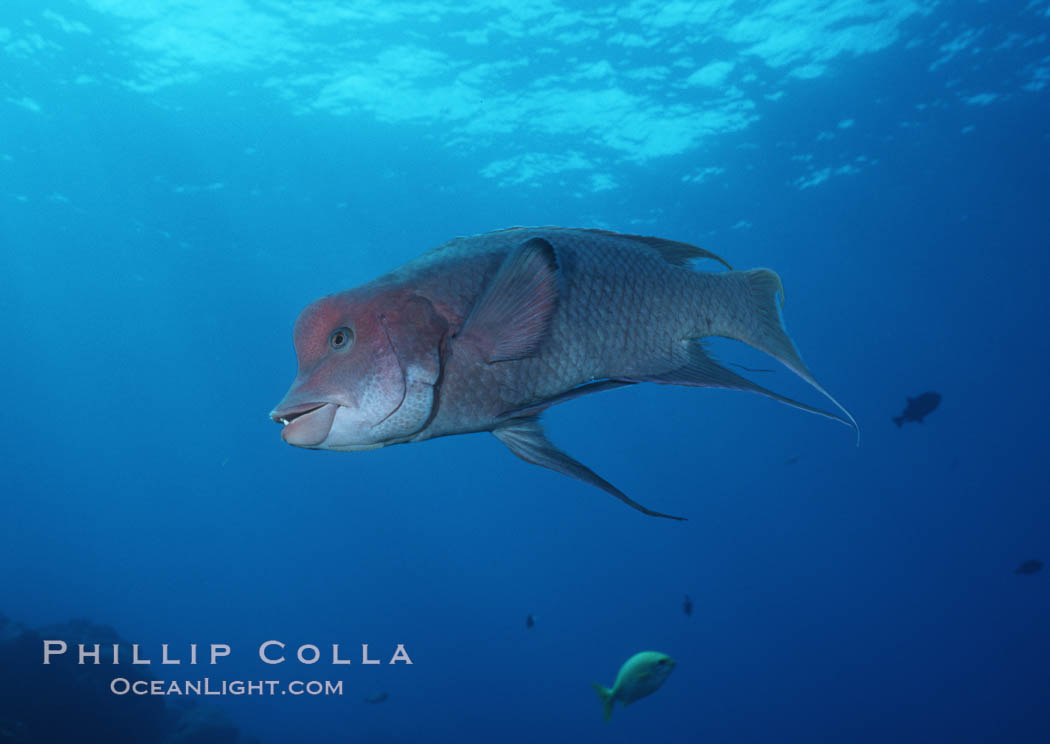 Mexican hogfish, adult male showing fleshy bump on head, Revilligigedos., Bodianus diplotaenia, natural history stock photograph, photo id 05769