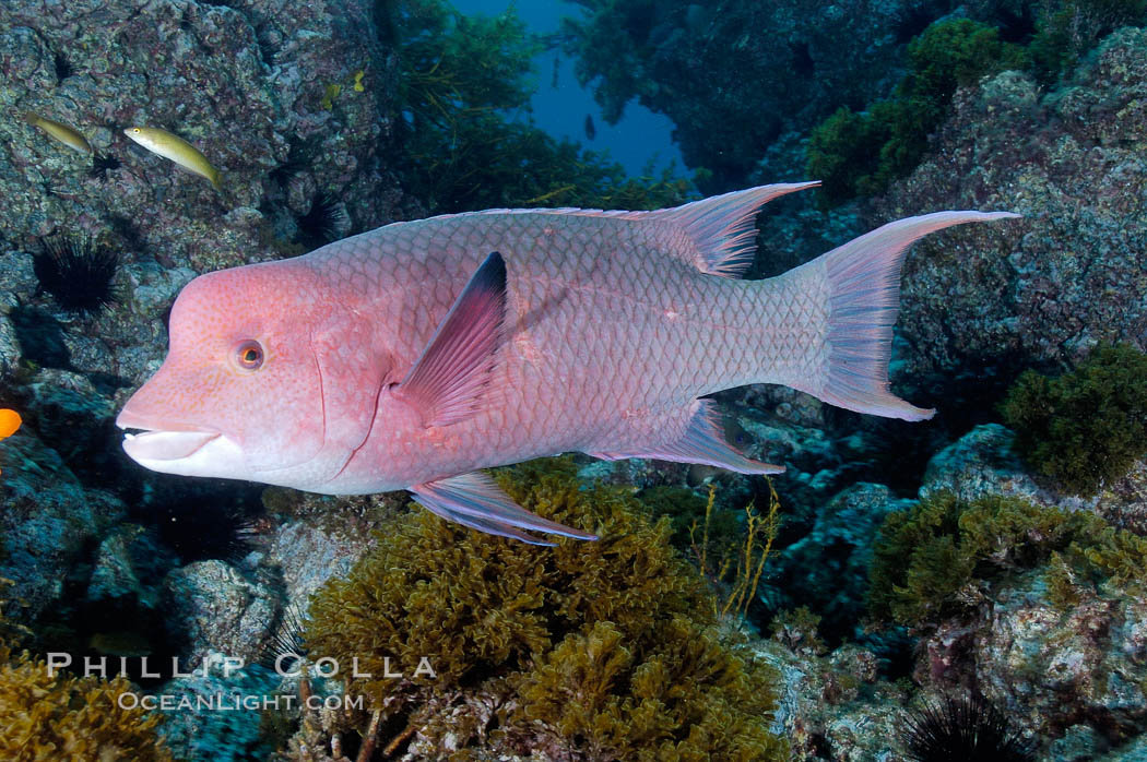 Mexican hogfish, adult male showing fleshy bump on head. Guadalupe Island (Isla Guadalupe), Baja California, Mexico, Bodianus diplotaenia, natural history stock photograph, photo id 09622