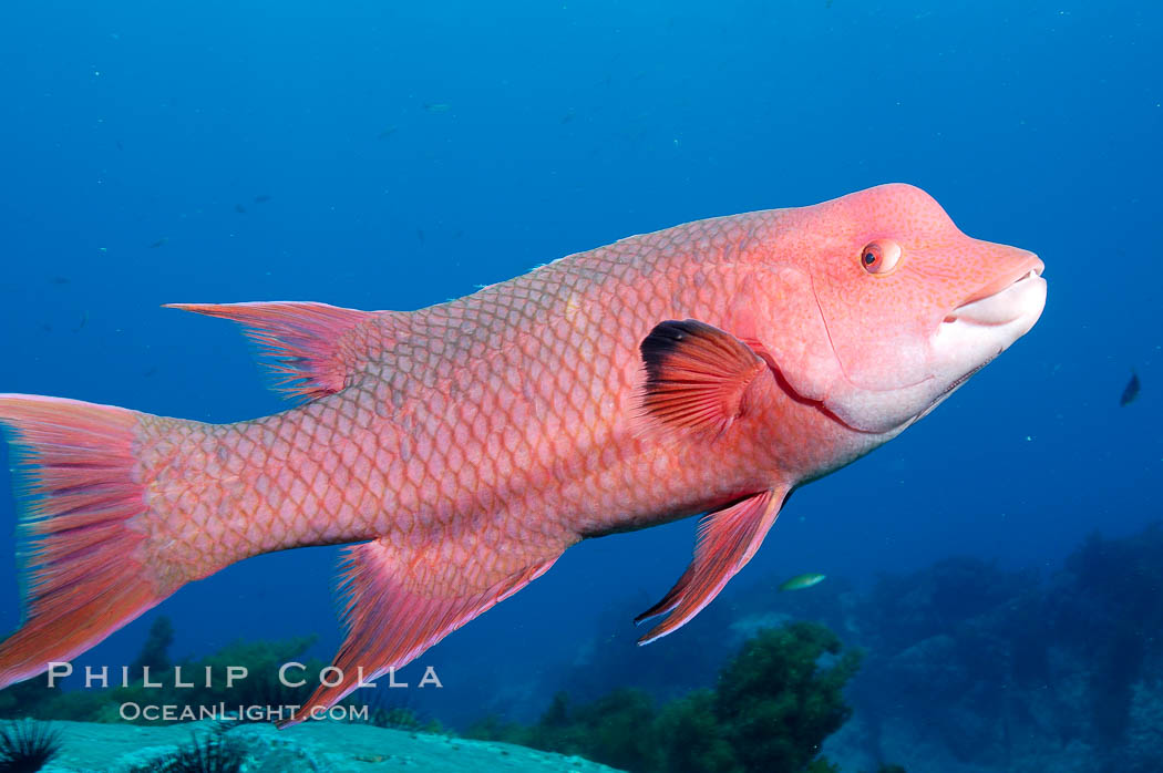 Mexican hogfish, adult male showing fleshy bump on head. Guadalupe Island (Isla Guadalupe), Baja California, Mexico, Bodianus diplotaenia, natural history stock photograph, photo id 09616