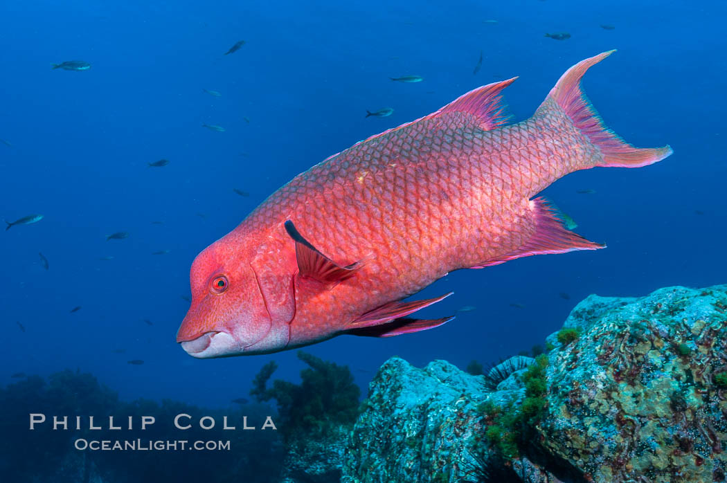 Mexican hogfish, adult male showing fleshy bump on head. Guadalupe Island (Isla Guadalupe), Baja California, Mexico, Bodianus diplotaenia, natural history stock photograph, photo id 09607