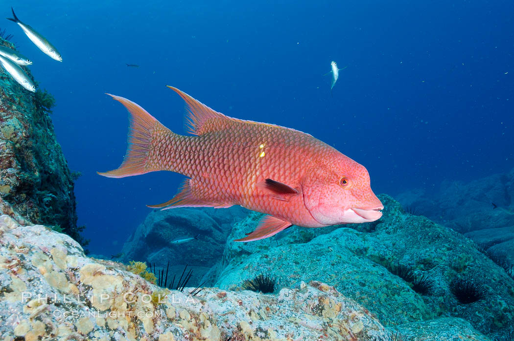 Mexican hogfish, adult male showing fleshy bump on head. Guadalupe Island (Isla Guadalupe), Baja California, Mexico, Bodianus diplotaenia, natural history stock photograph, photo id 09619