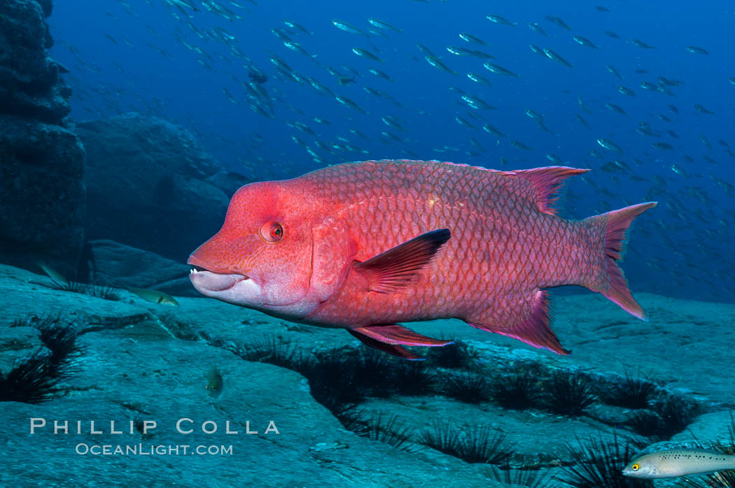 Mexican hogfish, adult male showing fleshy bump on head. Guadalupe Island (Isla Guadalupe), Baja California, Mexico, Bodianus diplotaenia, natural history stock photograph, photo id 09613