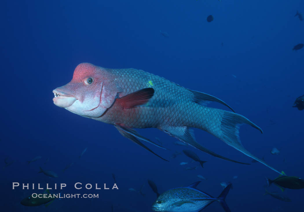 Mexican hogfish, adult male showing fleshy bump on head, Revilligigedos., Bodianus diplotaenia, natural history stock photograph, photo id 05768